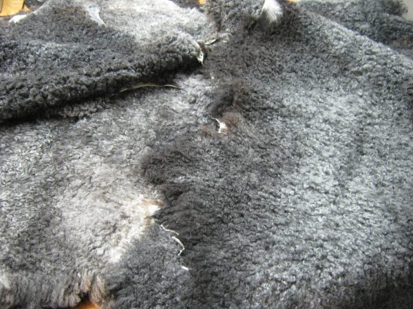 Natural Pelt - Stansborough Grey - When in stock - Image 4